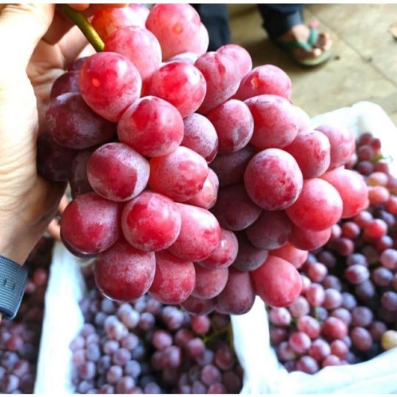 

Buah Anggur merah segar fresh 500gram/Anggur merah buah segar 500gram