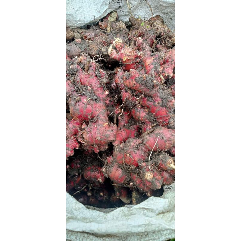 

jahemerah 10 kg