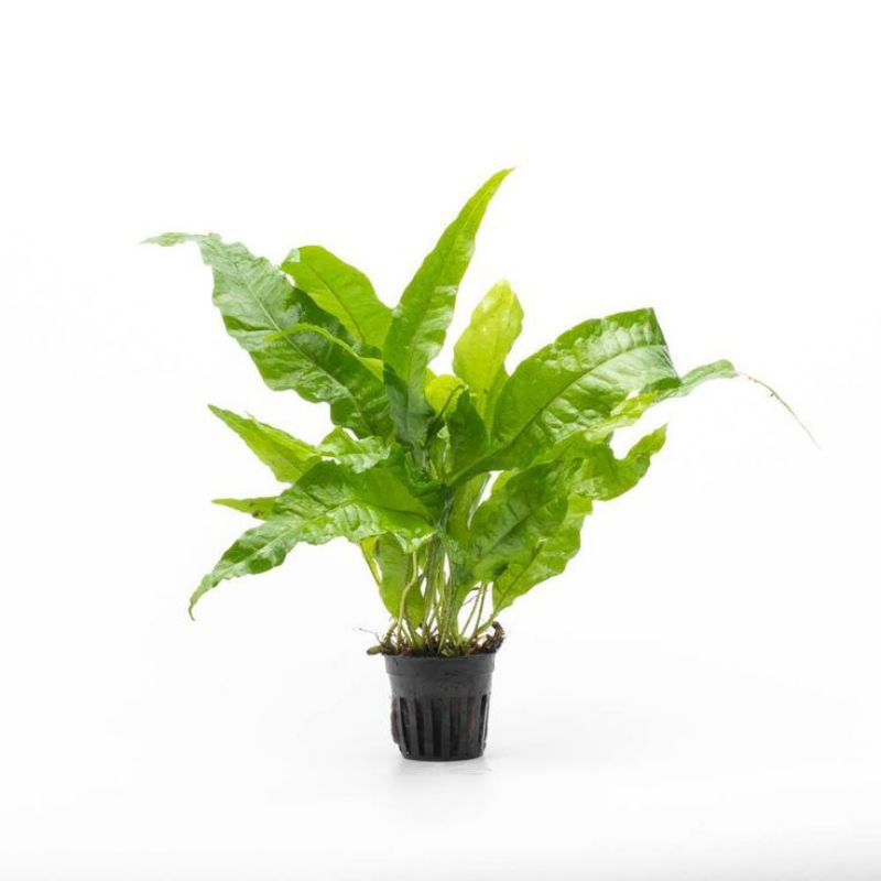 Kadaka Java Fern Mini (Microsorum pteropus) - 1 Ikat