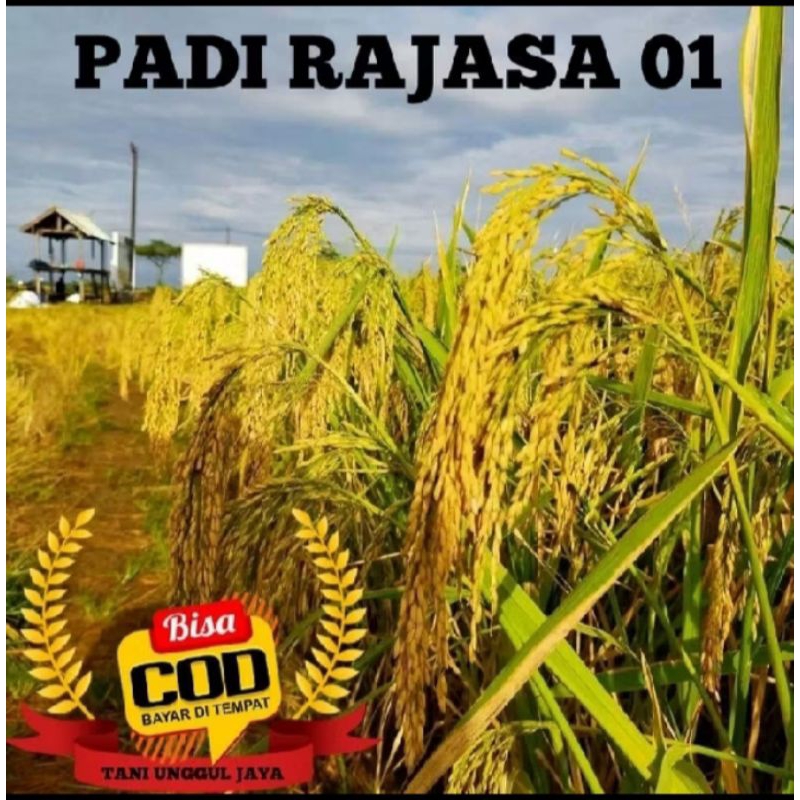 BENIH BIBIT PADI RAJASA 01 PADI 1000 BULIR KEMASAN 5KG