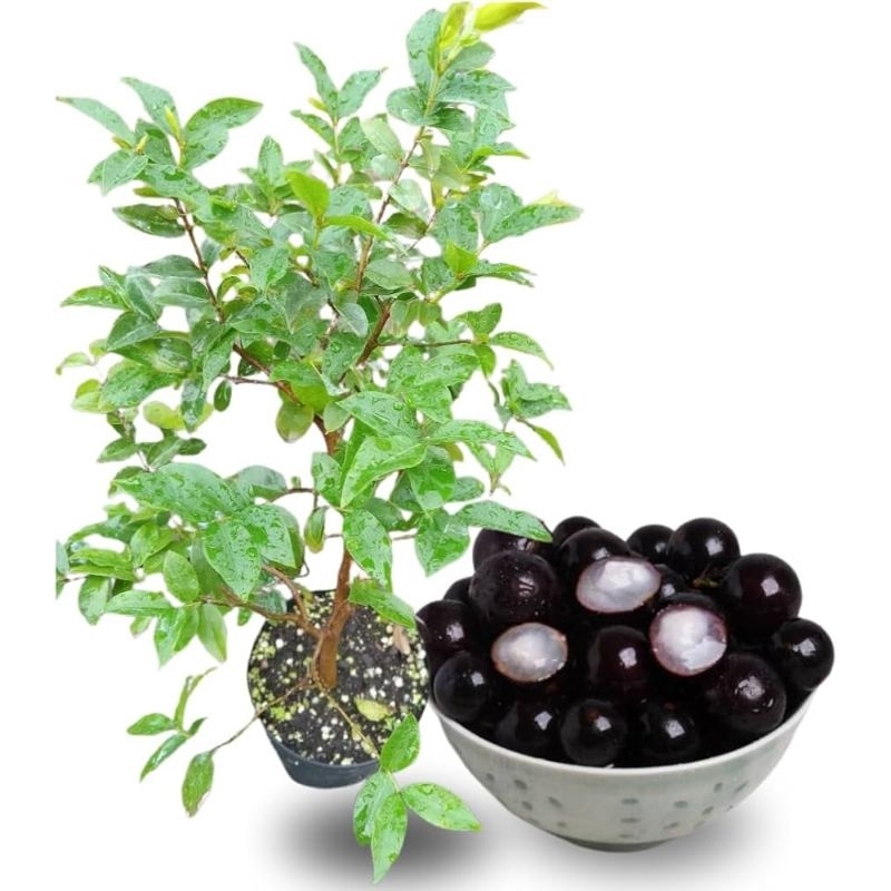 promo COD bibit pohon anggur brazil - bibit anggur brazil - anggur brazil - bibit pohon buah - pohon