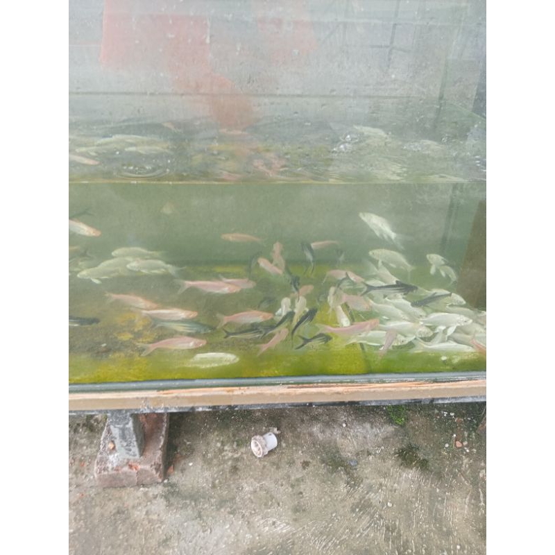 Anakan ikan koi slayer platinum 7-10 cm