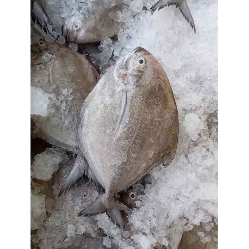 

Ikan bawal hitam segar Ikan bawal hasil laut kualitas premium 1kg