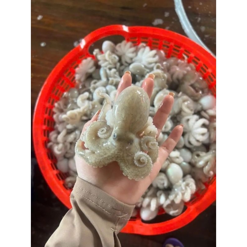 

Oktopus hasil laut segar Baby gurita seafood 1kg bergaransi