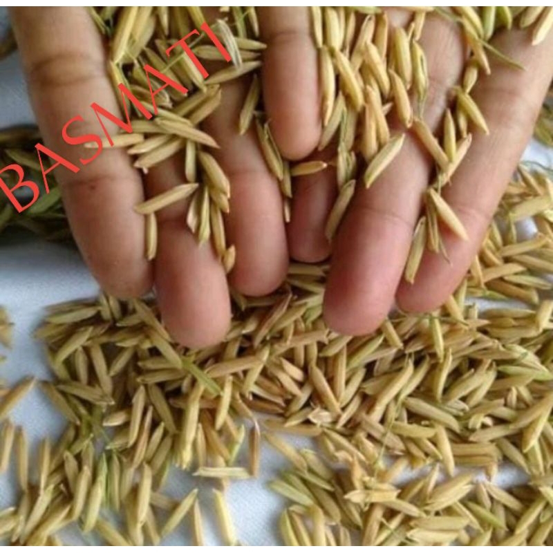 padi Basmati super unggul
