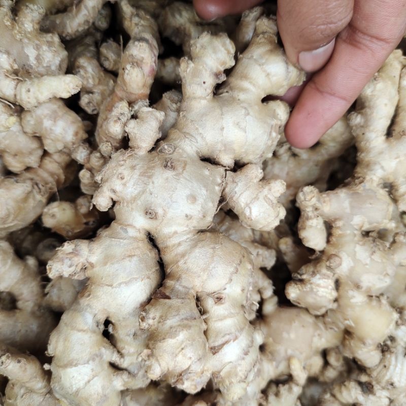 

jahe emprit lokal 1kg jahe fresh belum cuci lebih fresh