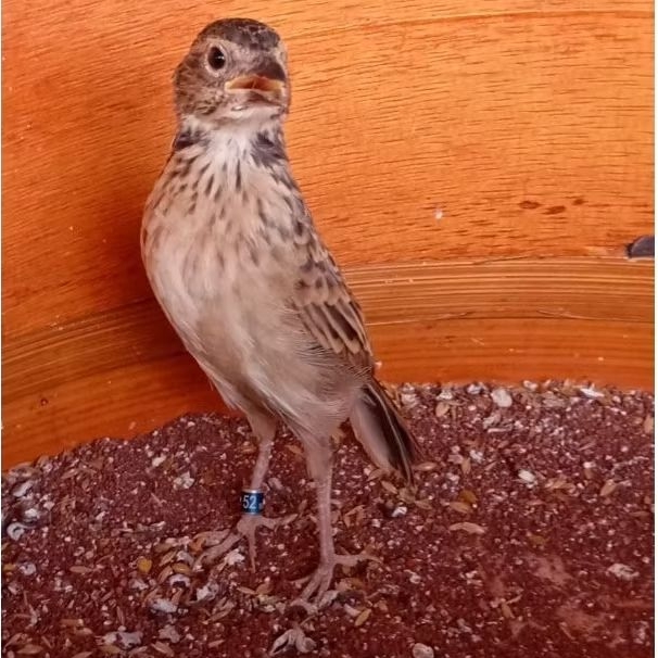 Burung Branjangan Javanica ( Jawa ) Betina Siapan Ring Peternak