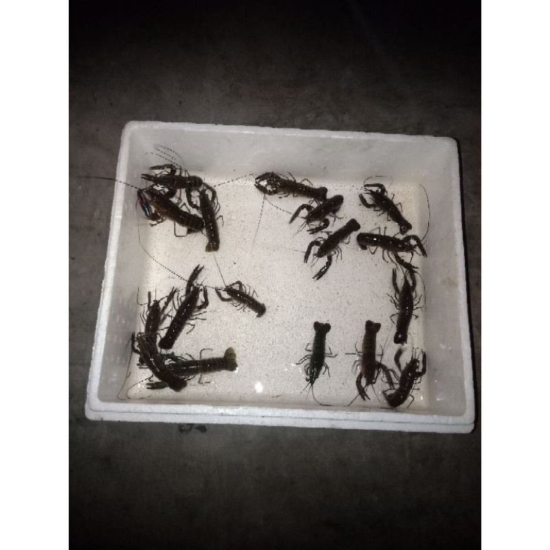 

Lobster air tawar size 4 inc lebih hampir 5 inc