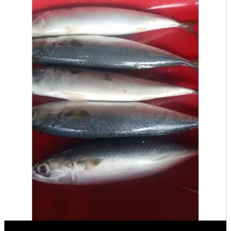 

Ikan Makarel Segar dan Fresh