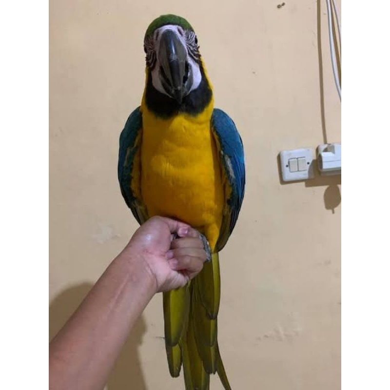 Burung Blue & Gold Macaw Jinak Bonus Pakan + Rantai