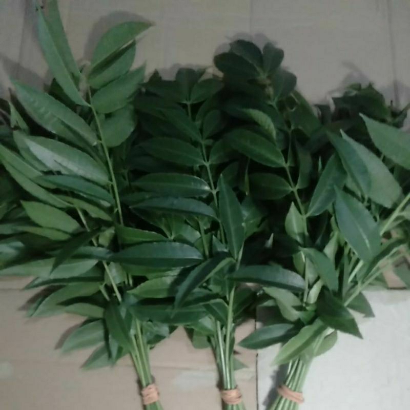 

Sayur Daun KEDONDONG Dondong petik segar