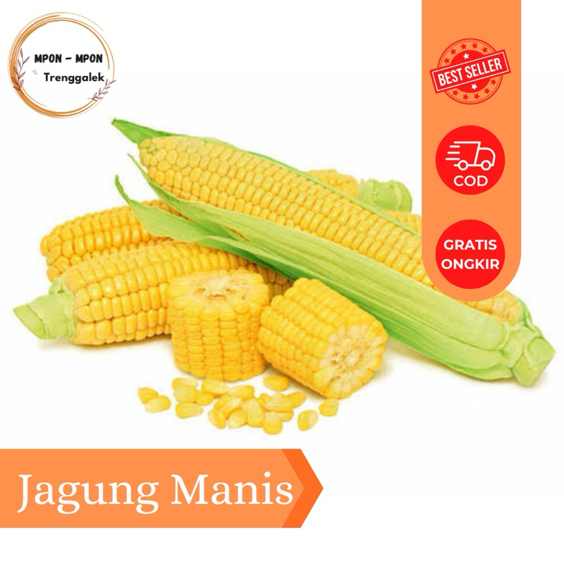 

Jagung Manis / Sayur Sayuran Segar Murah 2PCS