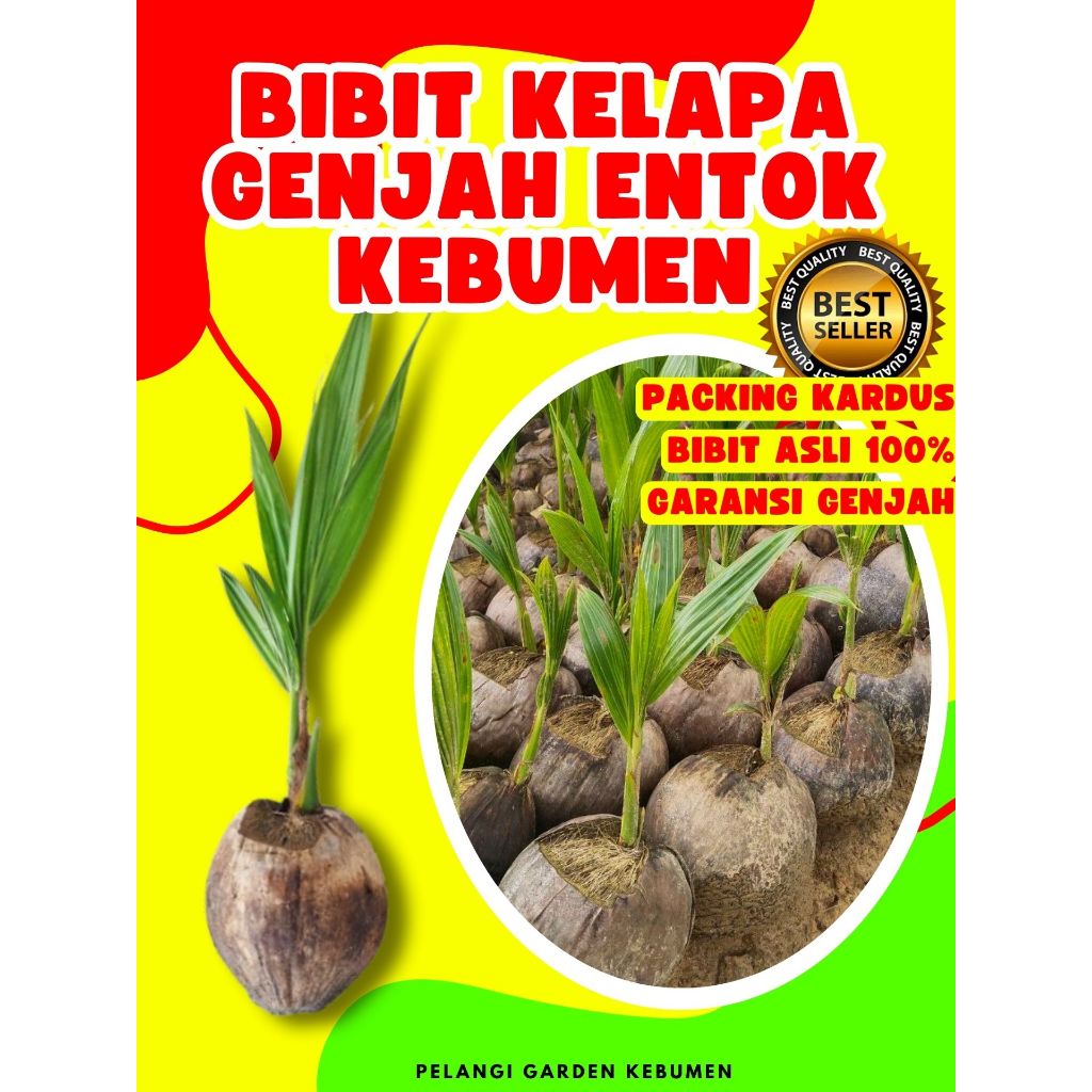 BIBIT PREMIUM.. Benih Buah Kelapa Tua Bulat, Benih Buah Kelapa Tua Utuh