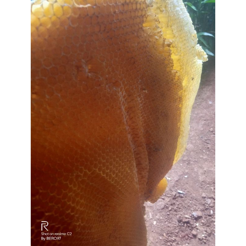 

sarang lebah madu kering per 100gram