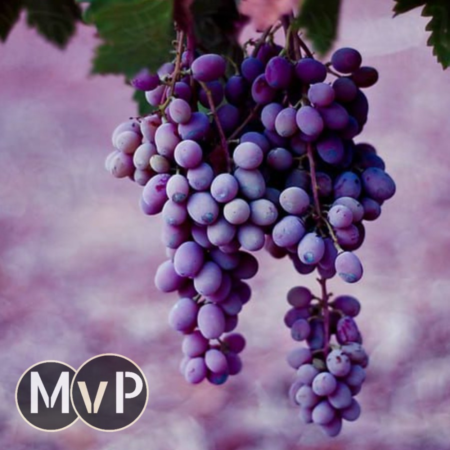 

MVP Grapes Flavors Essence Food Grade 30ml