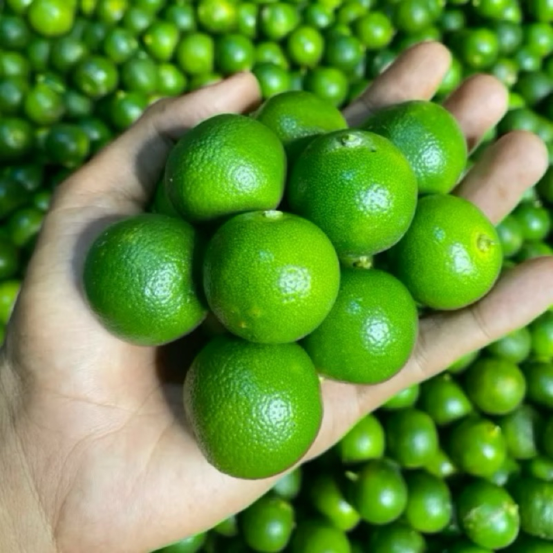 

1KG jeruk sonkit/jeruk kasturi rasa asam segar