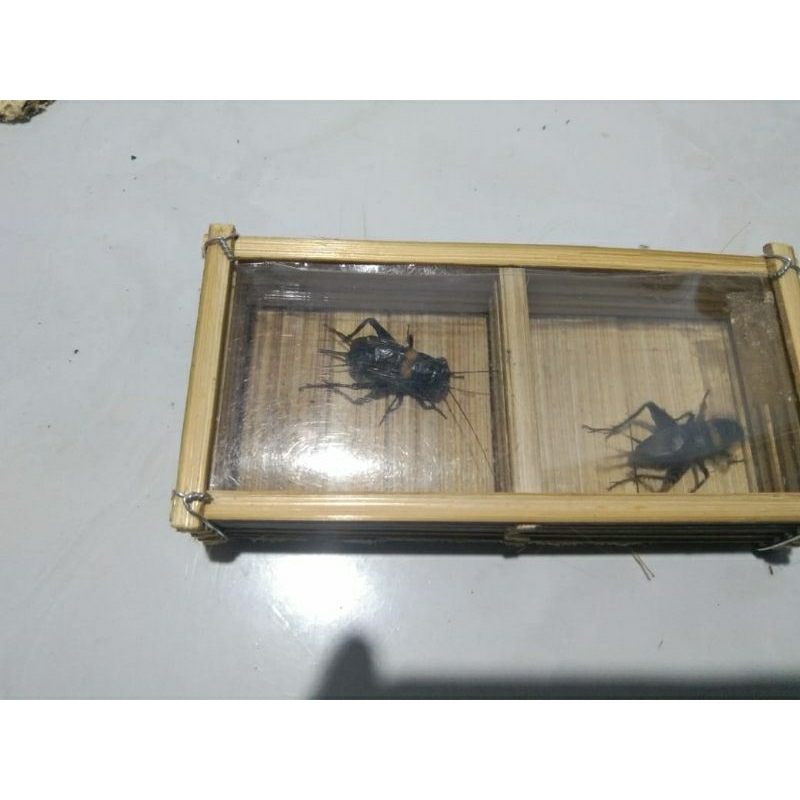 jangkrik aduan sedang/besar 100% dari alam buat aduan