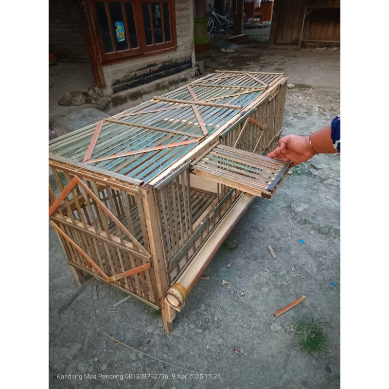 Kandang ayam pembesaran isi 2 kamar dari bambu
