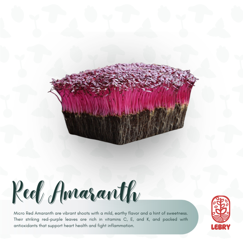 

Lebry Microgreen - Red Amaranth (25/50 Grams)