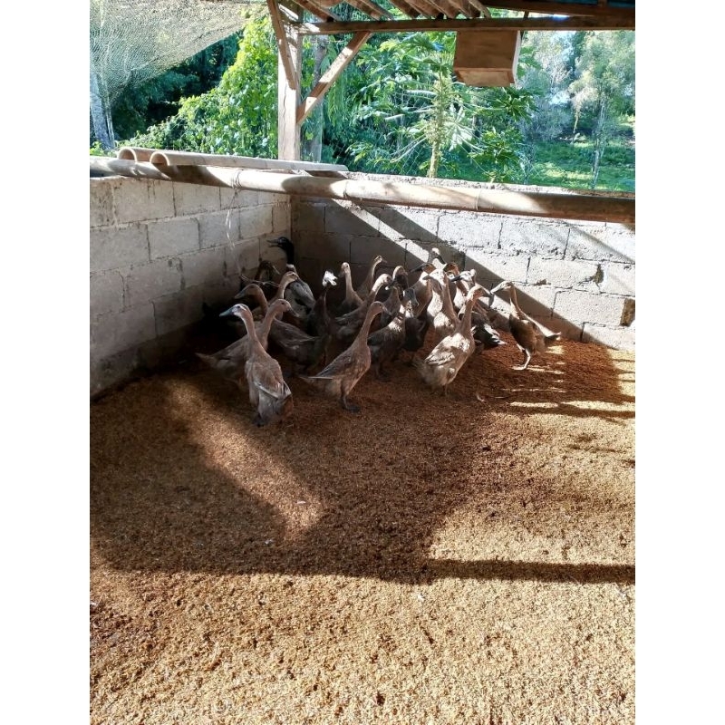

Telur bebek petelur fertil