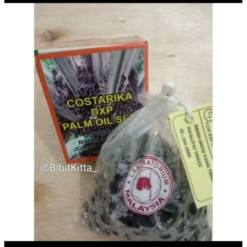 BENIH BIBIT SAWIT COSTARIKA