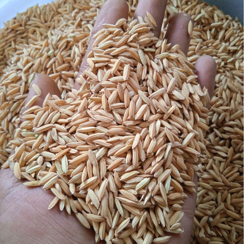 BENIH PADI INPAGO 13 KEMASAN 1KG