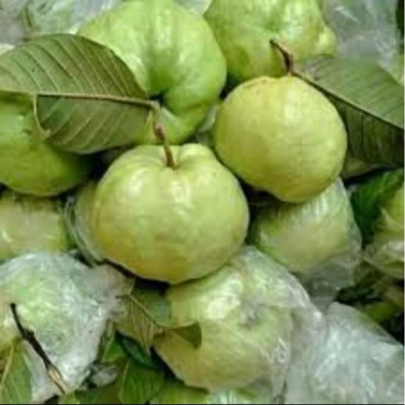

Jambu Kristal Lokal Segar
