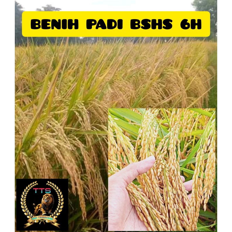 BENIH PADI BSHS 6H KEMASAN 1 KG
