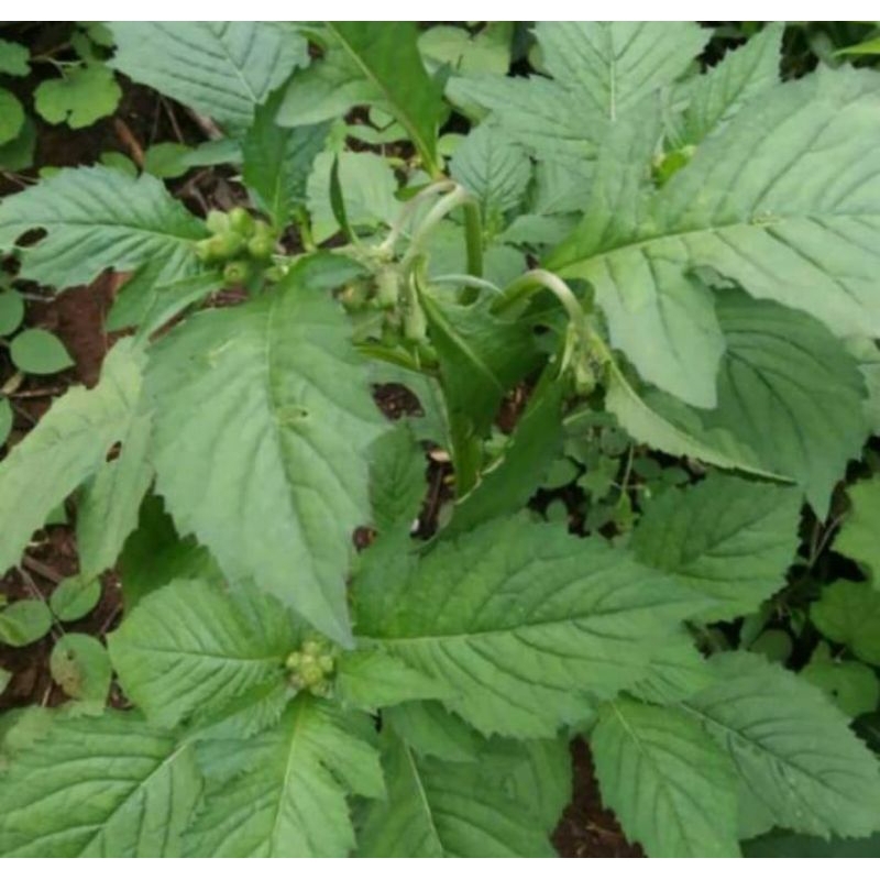 

daun sintrong herbal /lalaban 1kg