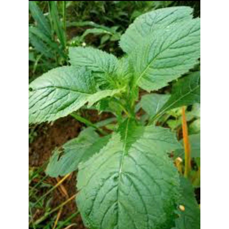 

daun sintrong/daun gadibug/ daun jalintrong/dadakan untuk obat obat herbal /lalapan 1kg