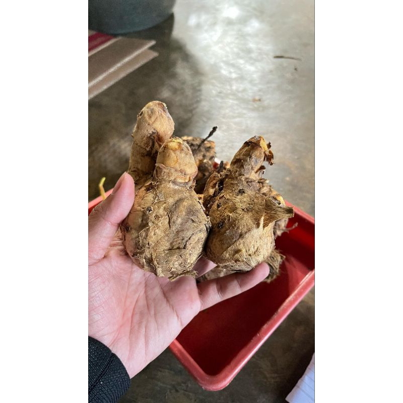 

New Promo Temulawak segar 1kg temulawak fresh