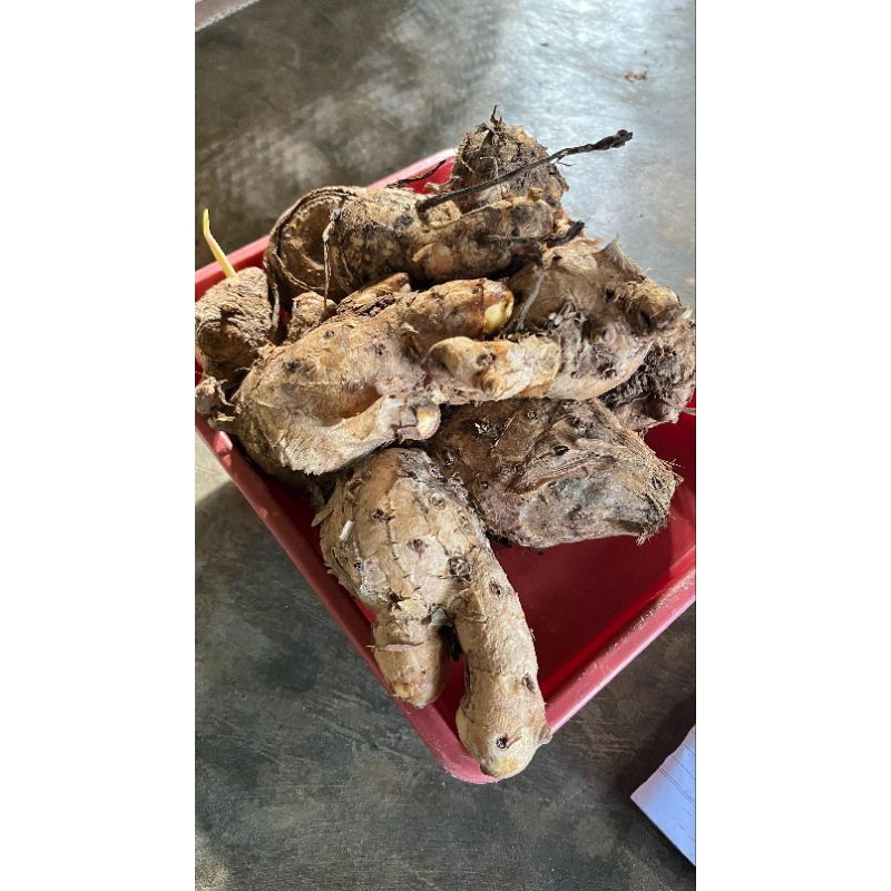 

New Promo COD temulawak segar fresh 500gram