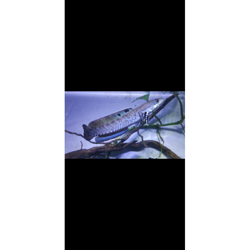 blue pulchra 5-10cm grade B+