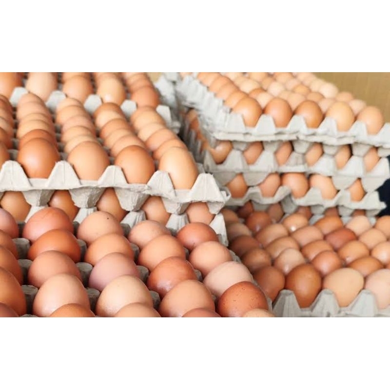 

Telur Ayam Negri Langsung dari kandang harga Perkilo