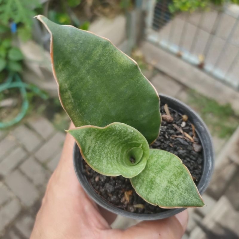 sansevieria black rose varigata