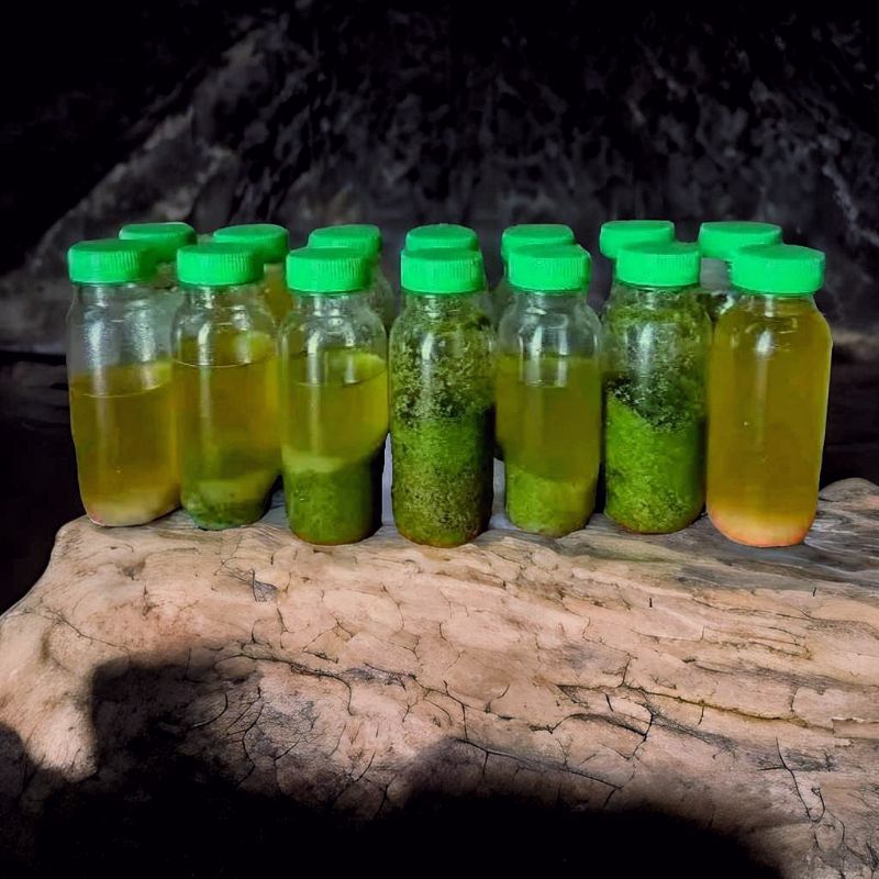 Minyak Oles alvino asli biak