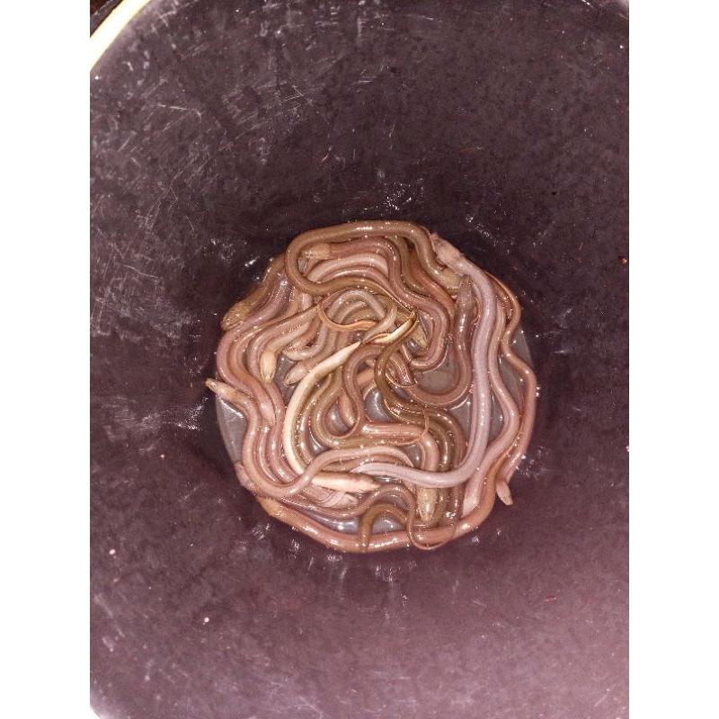 

belut hidup