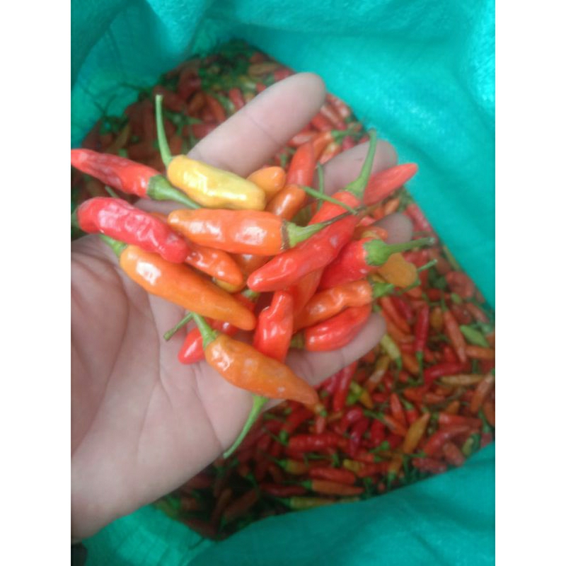 

Cabe rawit merah 500gr.