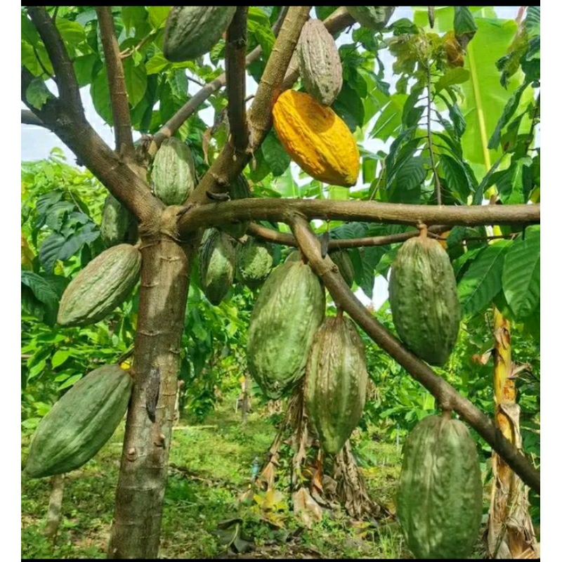 

Buah kakao