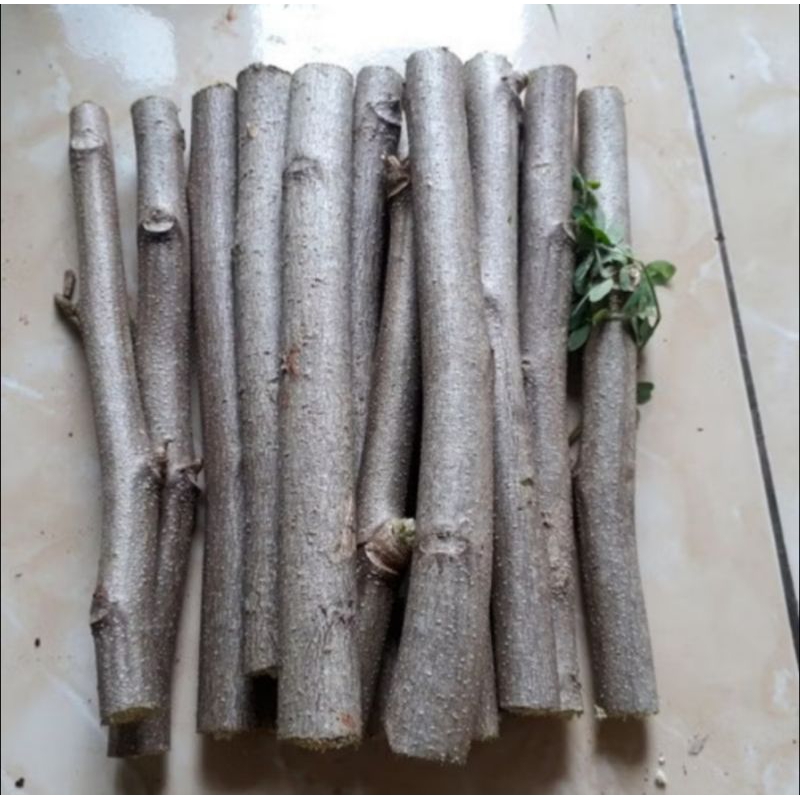 

Batang kayu KELOR MERAH 20cm 3batang pohon herbal obat segala macam penyakit moringa