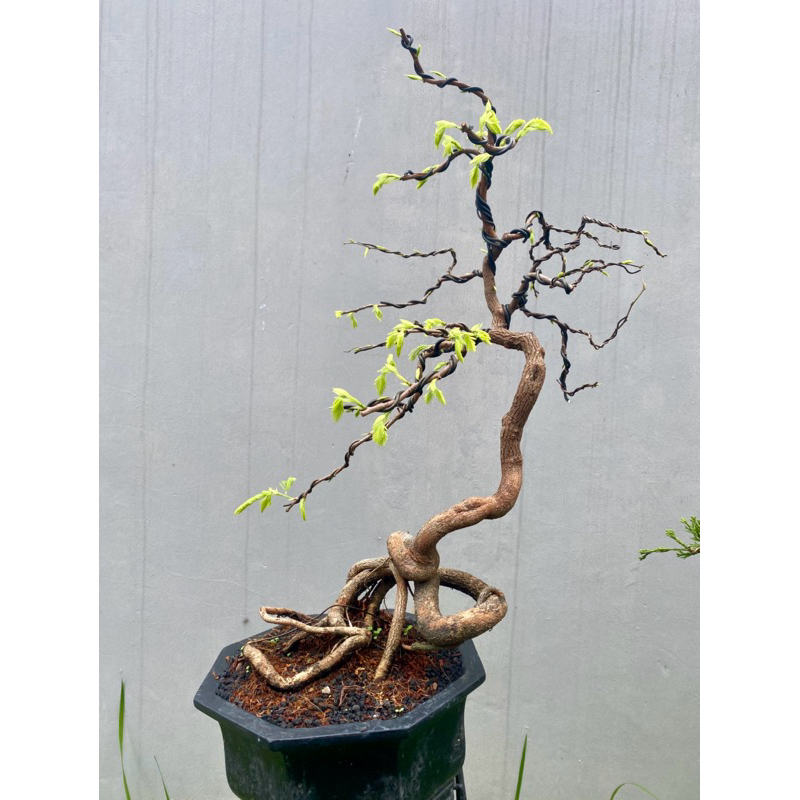 Bonsai Asam Jawa