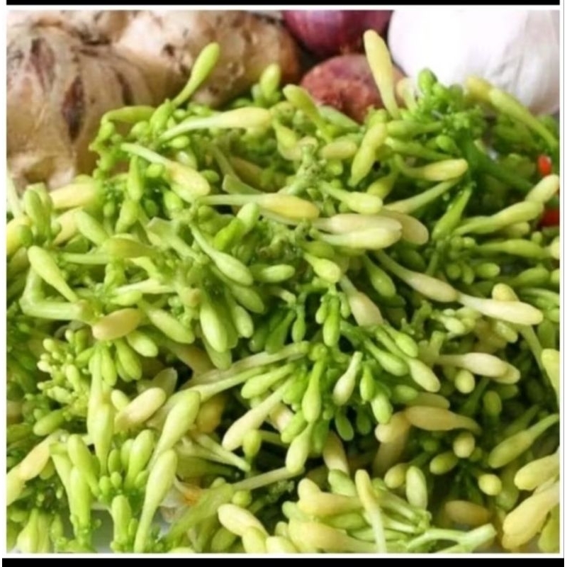 

Kembang Pepaya Kembang Paya Segar