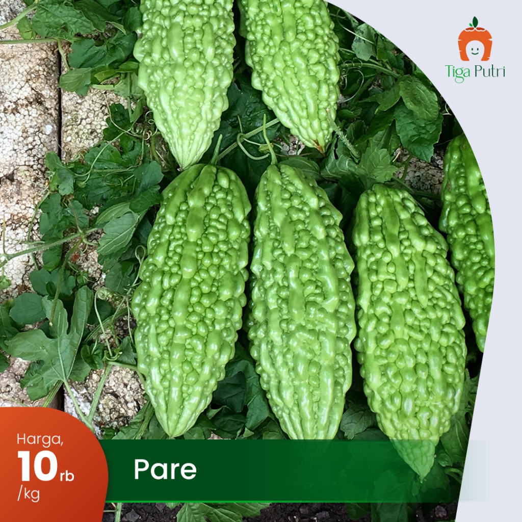 

Sayur Pare Fresh Hijau & Sehat