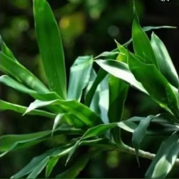 bibit tanaman pandan suji/daun suji