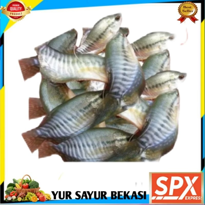 

Ikan Sepat Fresh & Bersih.