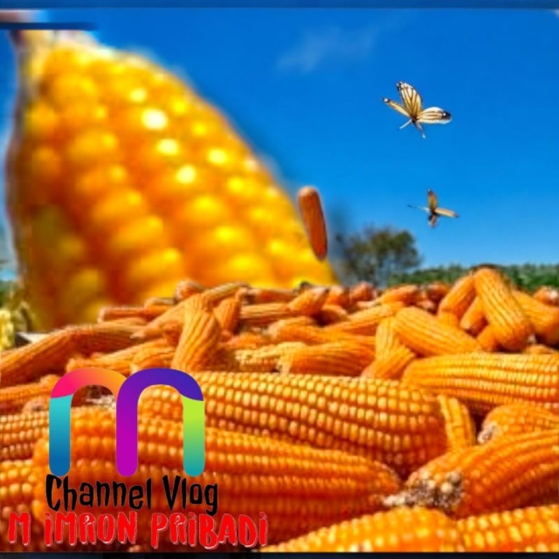 

IMRON PRIBADI Paket 20 kg JAGUNG PIPIL HIBRIDA Kwalitas Bersih Untuk Konsumsi Pakan Ternak Bibit Serta Keperluan lainnya