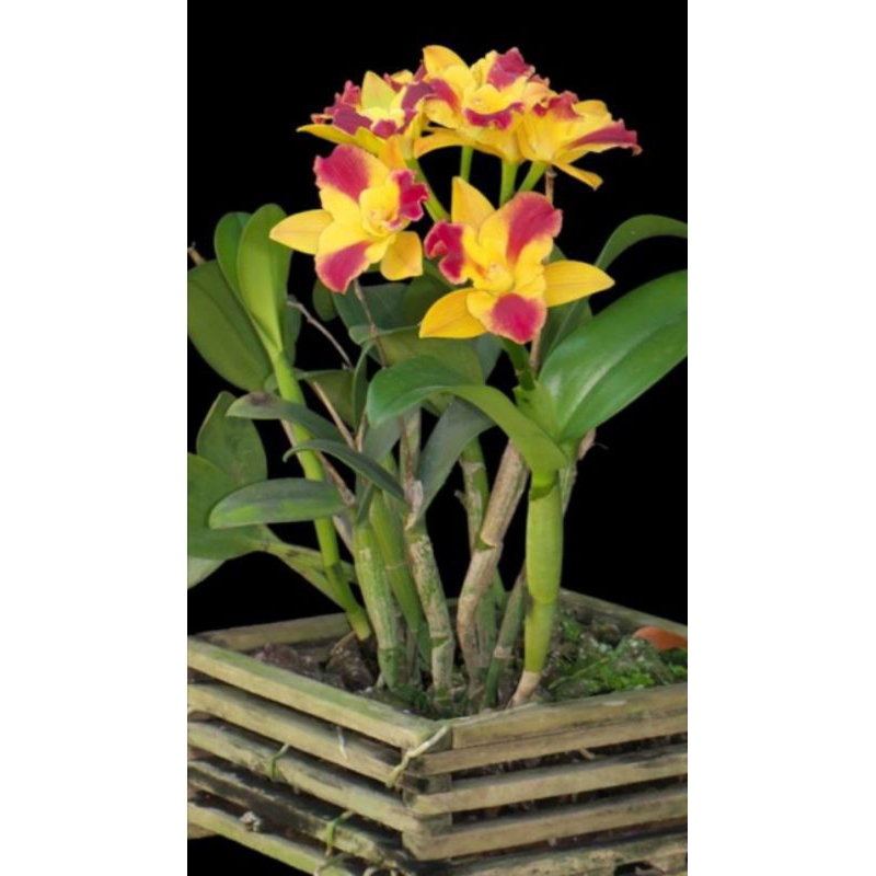 tanaman bunga - anggrek dendrobium Cattleya merah kuning // anggrek dendrobium impor