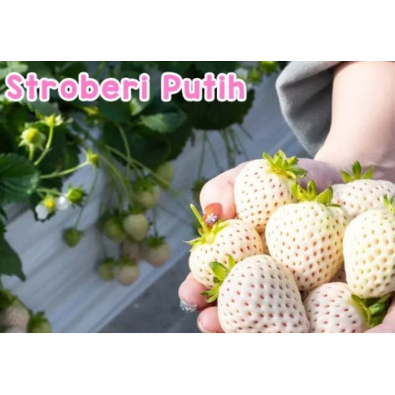 Benih STRAWBERRY PUTIH KOREA isi -+ 50 benih