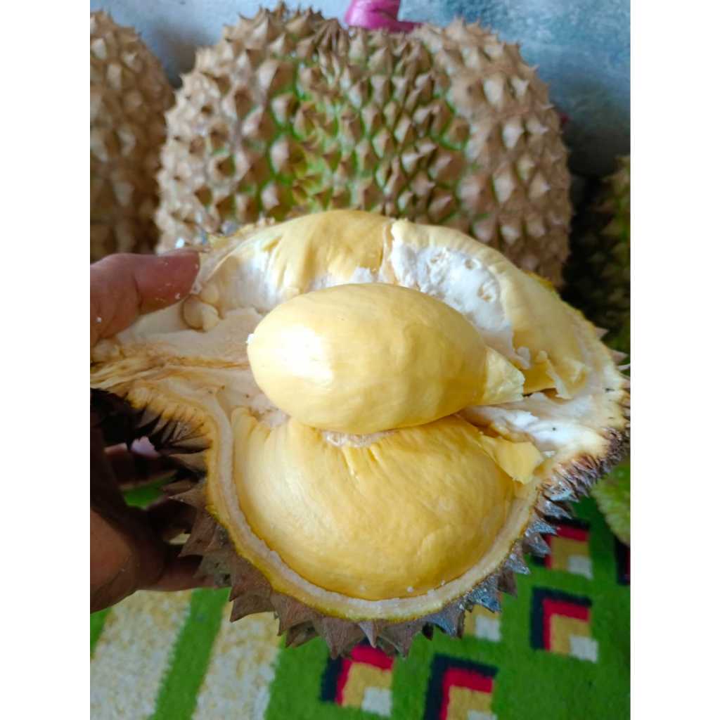 

Durian Bawor Original Batang Besar, Duri Hitam, Bawor Kupas