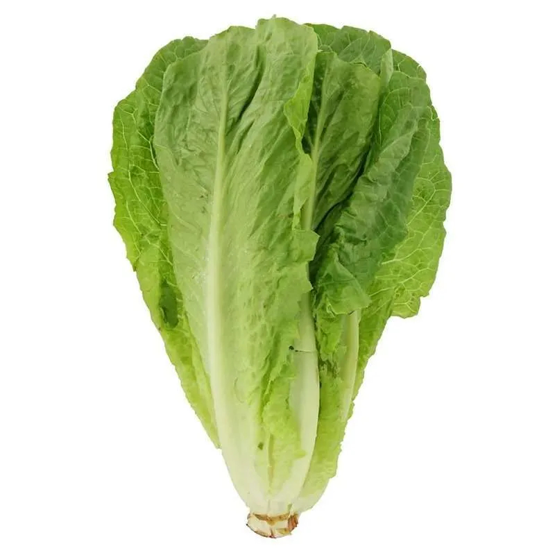 

Selada Romaine Segar 250gr Sayuran Organik, Renyah dan Sehat untuk Salad